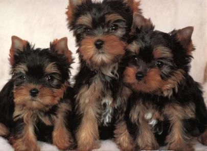 Excelente camada de Yorkshire terrier   110