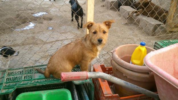 golosina en adopcion