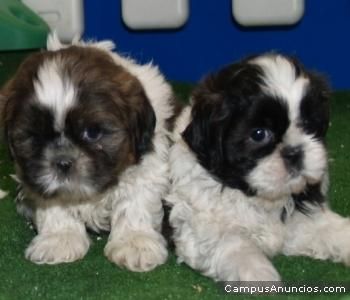 SHIH TZU PEDIGREE 370