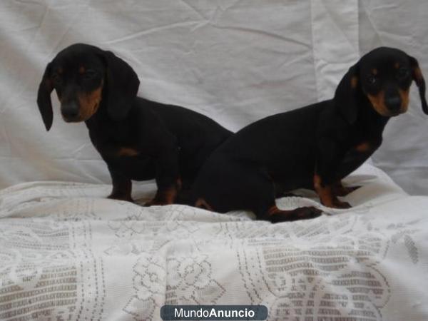 Vendo preciosos cachorros de teckel miniatura