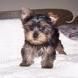 vendo yorkshire terrier guapisimos240eur