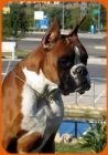 Boxer atigrada de zorro de morritos - mejor precio | unprecio.es