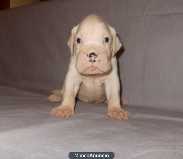 Boxer cachorro en BLANCO - venta