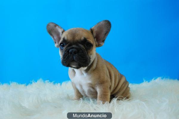 Bulldog Frances fawn Camada de machos y hembras