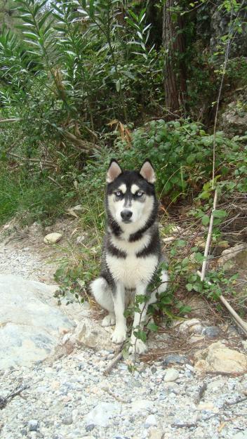 Busco Husky macho para monta