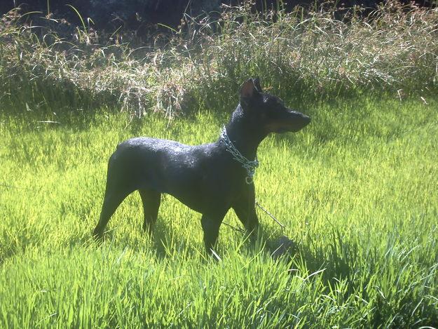 cambio perro doberman por cachorro de pitbull o rotweiler