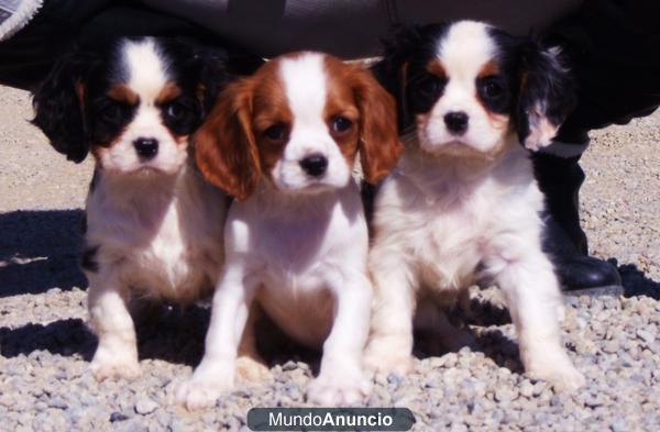 CAVALIER KING CHARLES BARCELONA 300€.