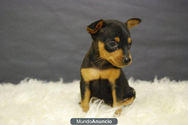 mini pinscher , dos meses. cachorritos de calidad