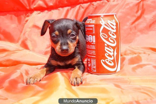 PINSCHER MINI 395€