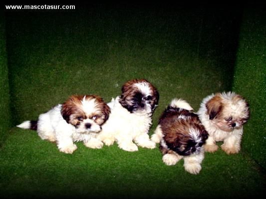 SHIH  TZU  CACHORROS  A 270 Euros :.