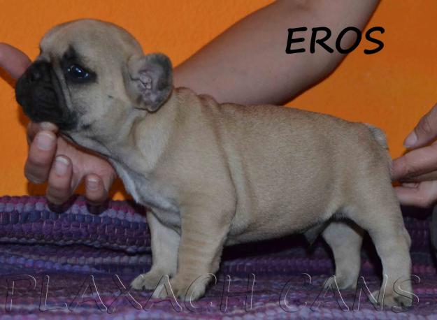 Cachorros Bulldog Francés Fawn (LOE)