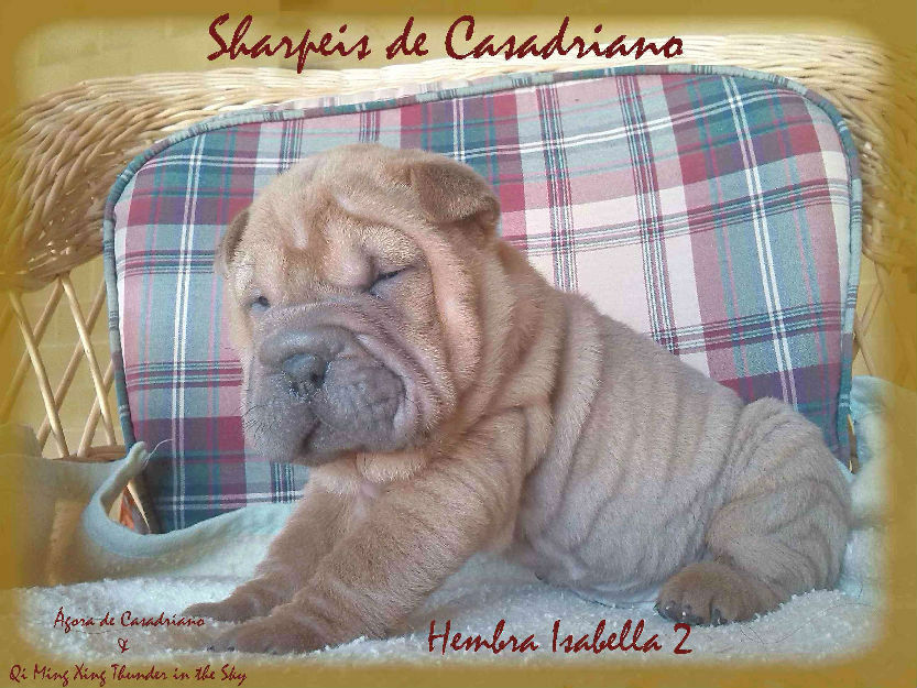 Cachorros Shar Pei. Excelente pedigrí. Listos para Navidad.