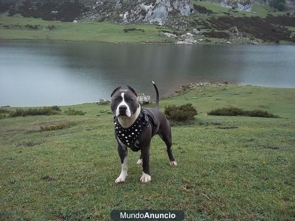 American Staffordshire Terrier(Blue)