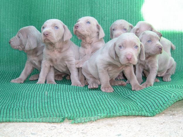 Bracos de Weimar ( weimaraner )