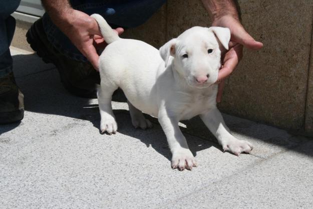 bull terrier precioso