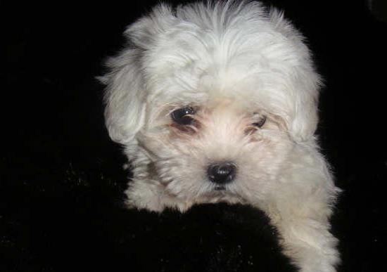 CACHORRITOS BICHON MALES 390 EUROS CON PEDIGREE!