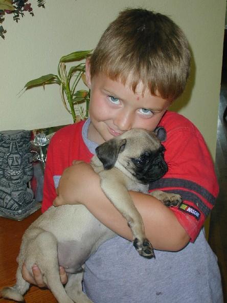 Cachorro de Doguillo Para Esta Navidad