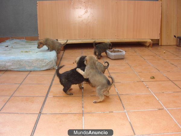 cachorros de 1 mes en adopcion