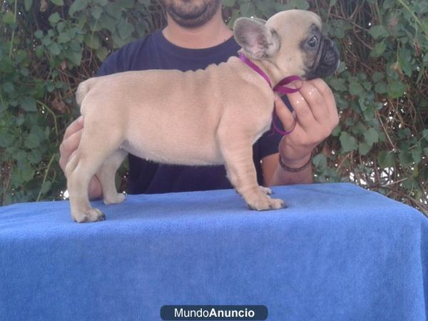 CACHORROS DE BULLDOG FRANCES , NEGROS , MARRONES, 1ª calidad