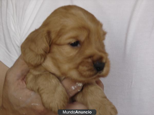 CACHORROS DE COCKER DORADOS