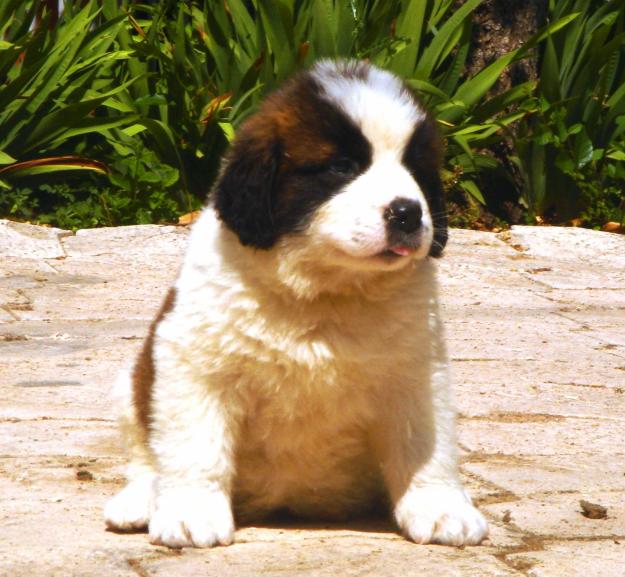 CACHORROS DE SAN BERNARDO