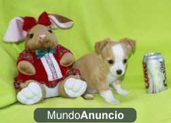 chihuahua cachorros  pedigree loe