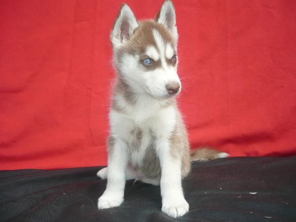 HUSKY ENCANTADORES Y CON SUS OJOS AZULES TE ENEMORARAN 500