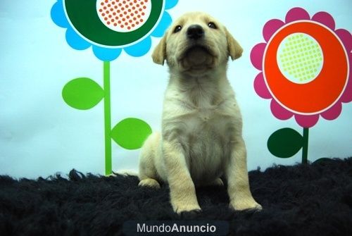 Labrador en venta Cachorros Disponibles