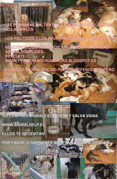 POR FAVOR NO COMPRES ANIMALES, NO CRIES, ADOPTA Y SALVA VIDAS!!