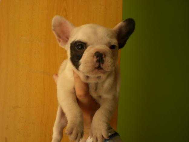 SE VENDEN BULLDOG FRANCES VACUNADOS, DESPARASITADOS Y CON CHIPS