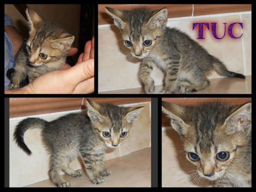 Tuc, gato ronroneador profesional busca hogar para llenarlo de alegria