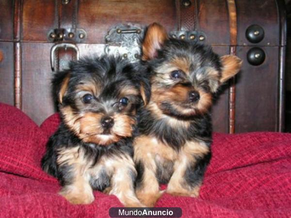 YORKSHIRE TERRIERS TAMAÑO MINI  PADRES MUY BUEN PEDIGREE NACIDOS EN MALLORCA TEL 634561018