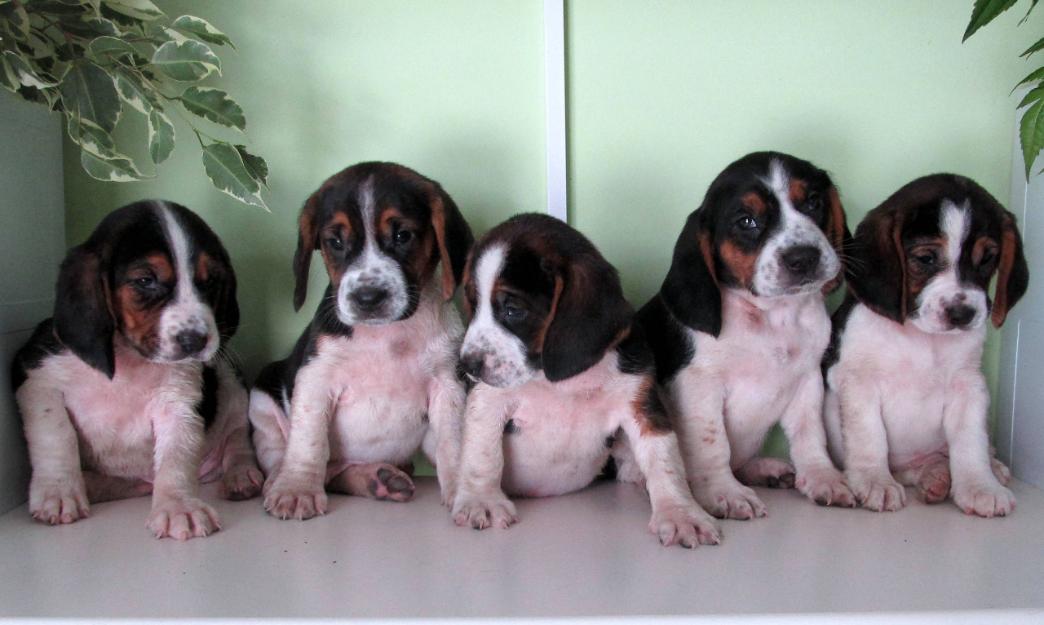 Beagles