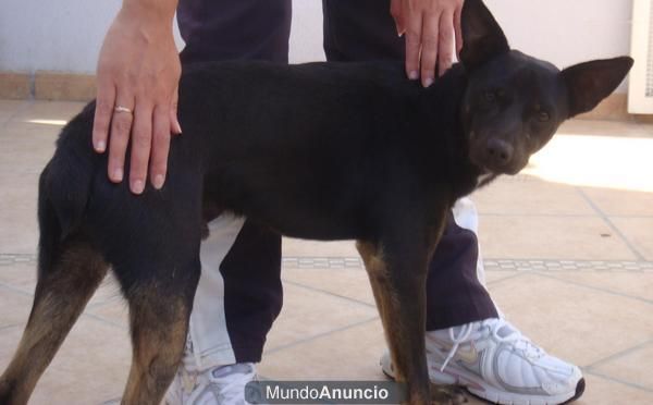 CACHORRO TAMAÑO MEDIANO-PATITAS SE MUERE DE PENA