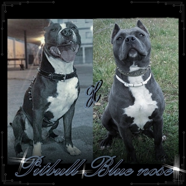 cachorros american pitbull blue nose