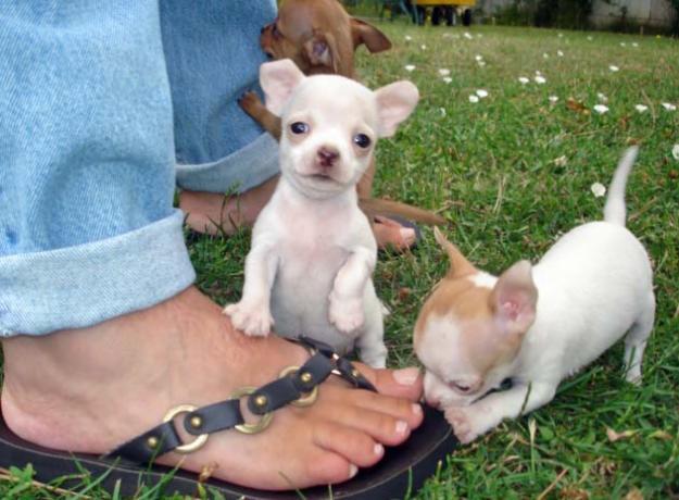 Cachorros Chihuahua listos.