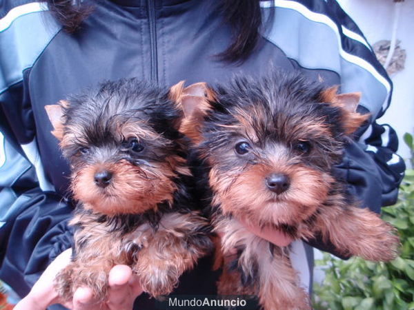 CAMADA YORKSHIRE TERRIER MINIS 350E TRANSPORTES INCLUIDOS