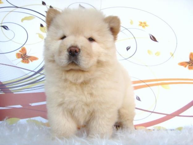 CHOW CHOW BLANCO CACHORROS DE CALIDAD