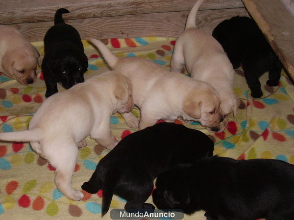 d'marivicent camada de labrador retrievers