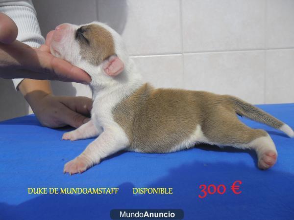 IMPRESIONANTE CAMADA DE AMERICAN STAFFORDSHIRE TERRIER DE MUNDOAMSTAFF