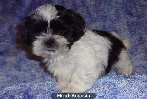 Precioso cachorro de shih tzu