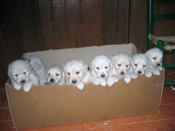 Preciosos Golden Retriever