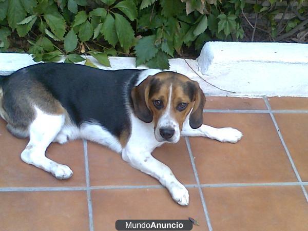 regalo beagle