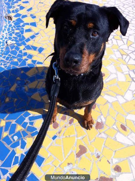 Regalo rottweiller hembra