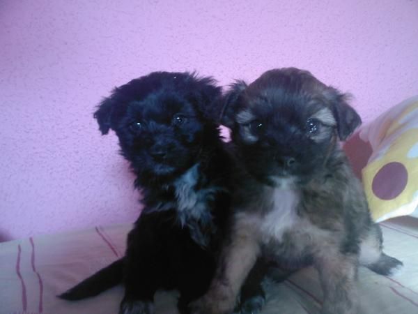 VENDO 40 EUROS PERRITOS CANICHES MEDIANOS de mes y medio de nacidos