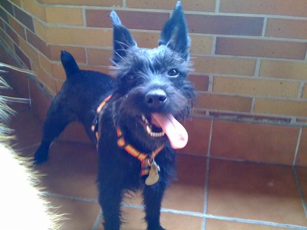 Vendo camada de schnauzer mini 200