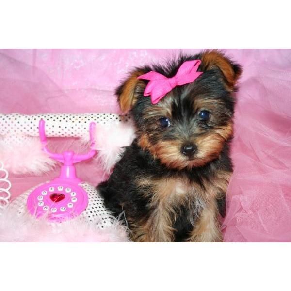 yorkie cachorro para adopcion !! 140