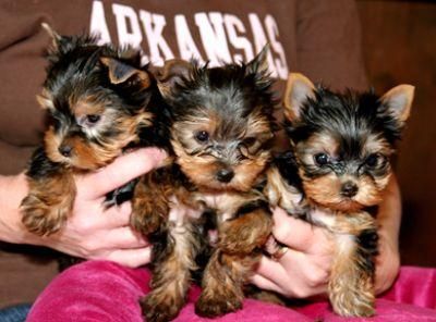 Yorkshire terrier cachorros para la venta