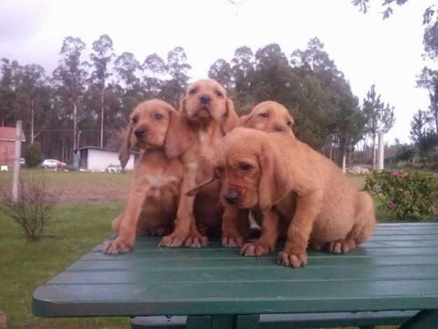 Cachorros grifon leonado de bretaña