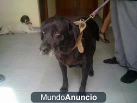 EMMA LABRADORA EN ADOPCIÓN